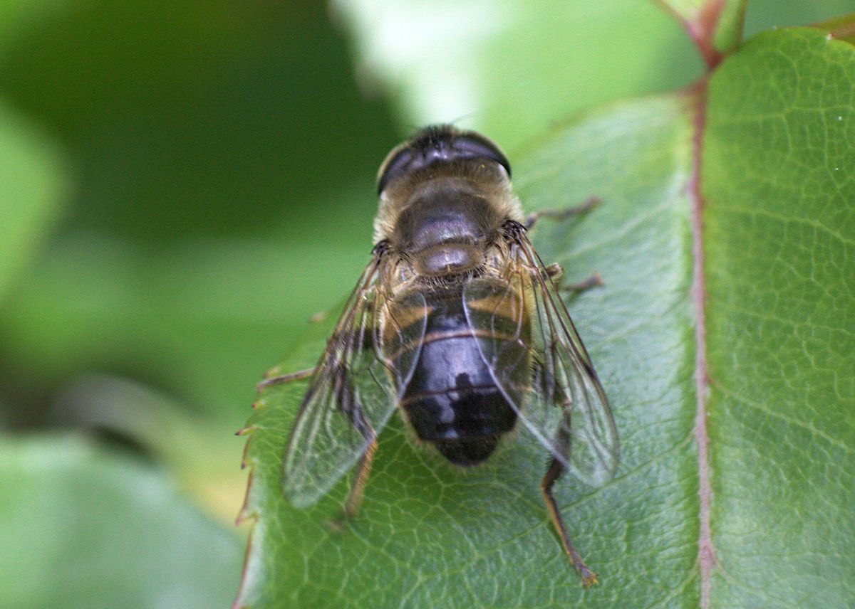 Femmina di Eristalis tenax